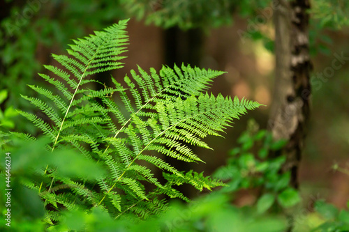 Growing green fern plants in the garden photo