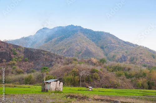 Rice field in rural area
