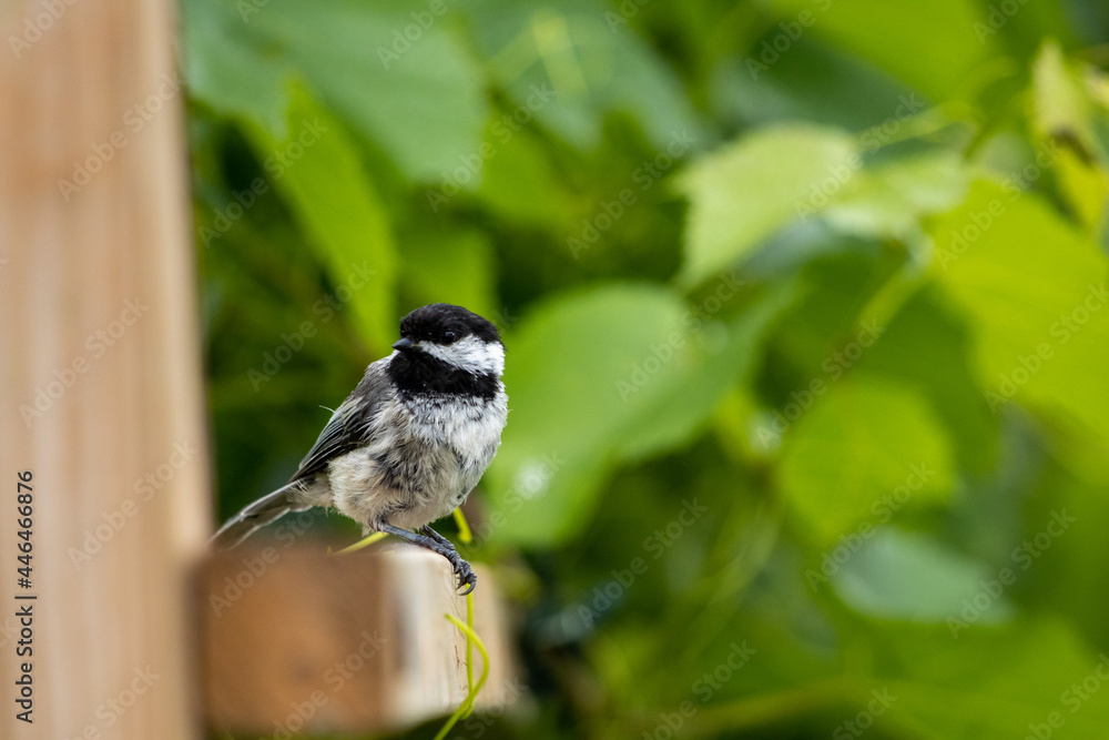 Fototapeta premium chickadee on wood