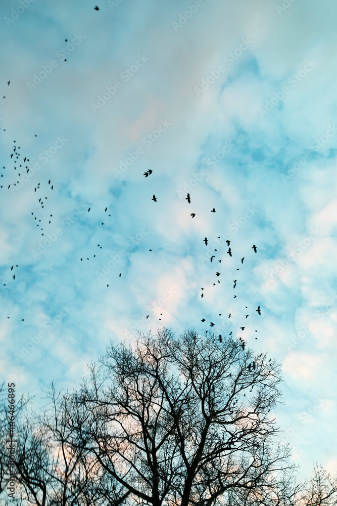A flock of crows in the sky flies by near a large bare tree. The sky at sunset.