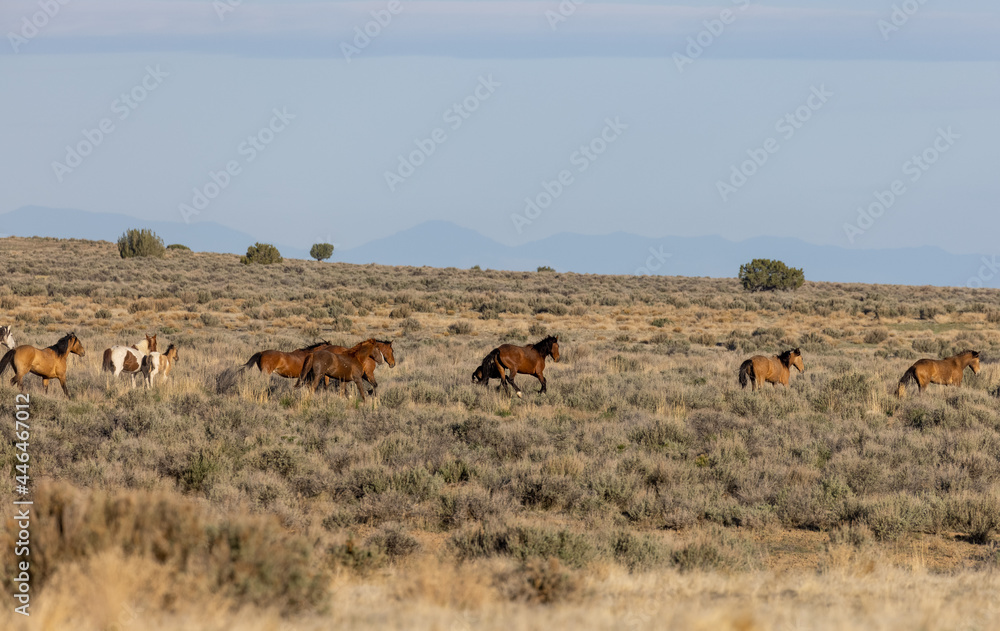 Naklejka premium Herd of Wild Horses in the Utah Desert
