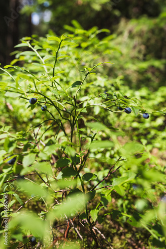 Ripe blueberries in a sunny forest - a healthy tasty wild berry