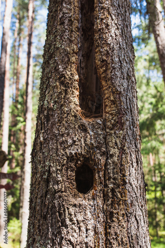 The trunk of an old tree with a crack and a hollow is a woodpecker or squirrel dwelling