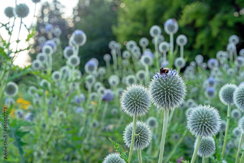 Round and spiky echinops or thistle flowers with bee collecting pollen. photo