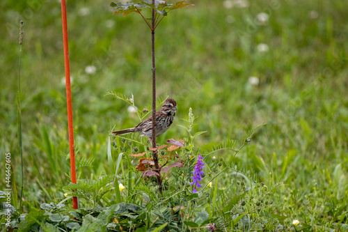 sparrow on branch