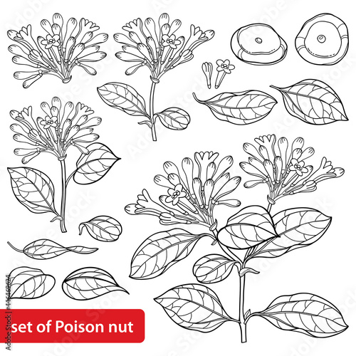 Set of outline toxic Strychnos nux-vomica or strychnine flower bunch, leaf and seeds in black isolated on white background. photo