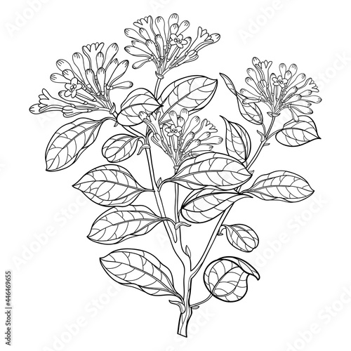 Branch of outline toxic Strychnos nux-vomica or Poison nut bunch with bud and leaf in black isolated on white background.