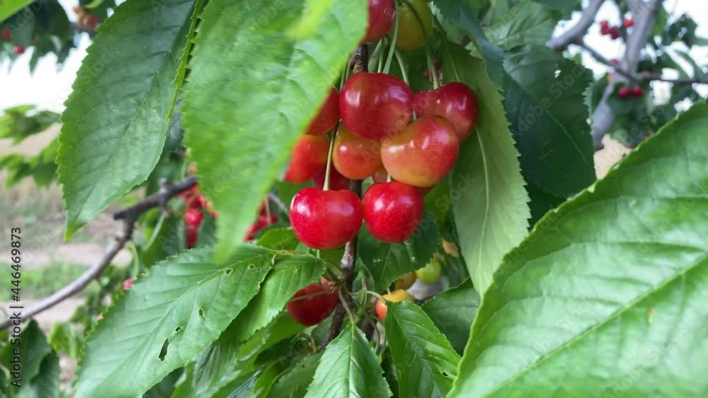 Red cherry fruits on the branches of a tree Red cherry fruits on the branches of a tree