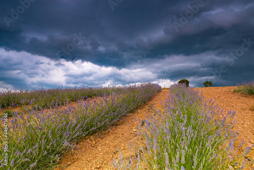 Lavender fields in the Catalan principality in the Alt Urgell region