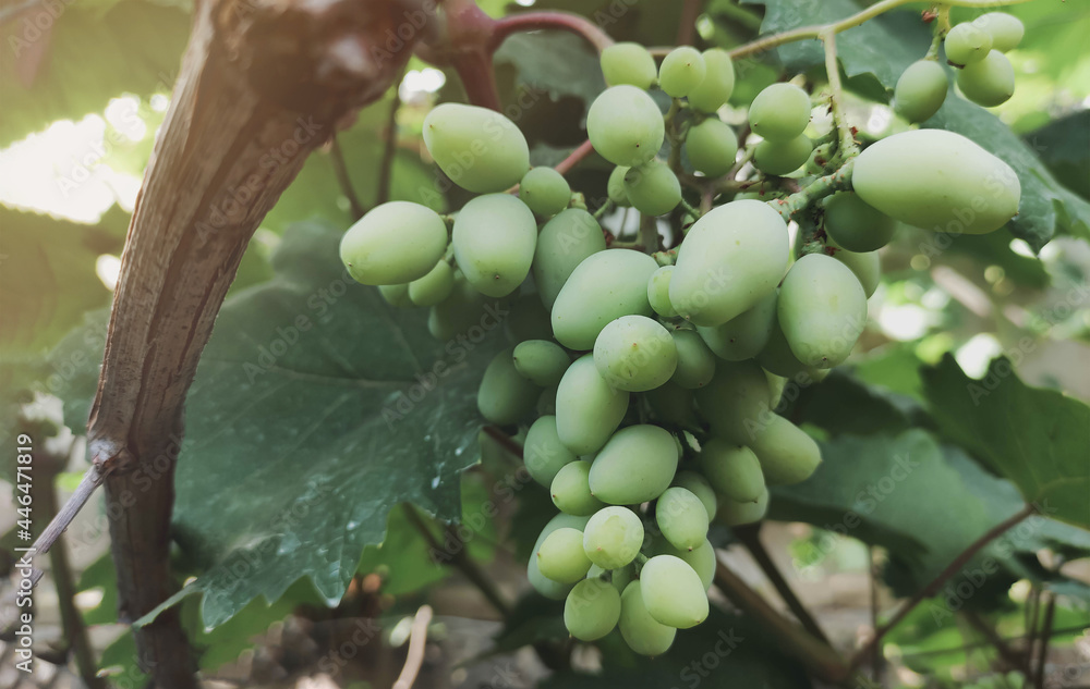 Close-up of a ripening bunch of grapes on a bush. Photography of grapes