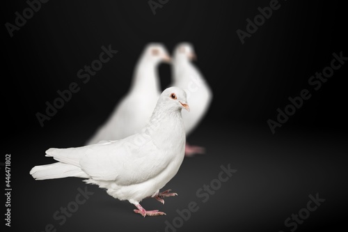 Dove. © BillionPhotos.com