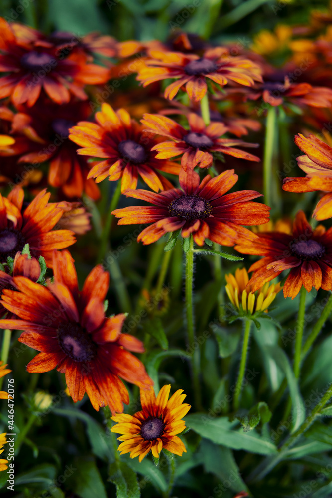 Black Eyed Susan Flowers Black Eyed Susan Flowers