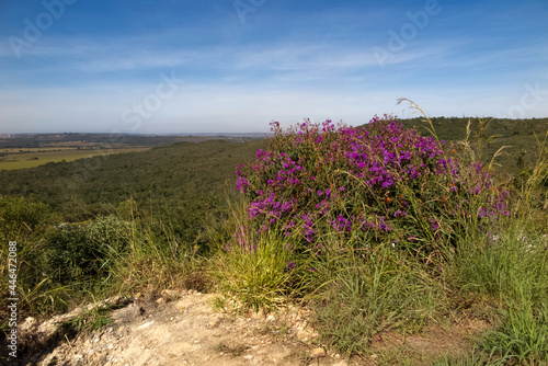 Natural and wide nature landscape with pink flowers, forest, grass and blue sky