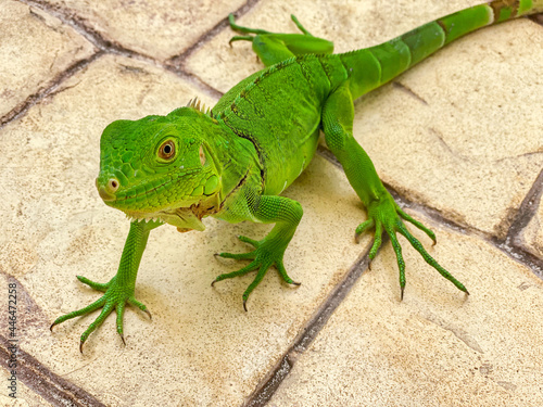 A bright green iguana being curious