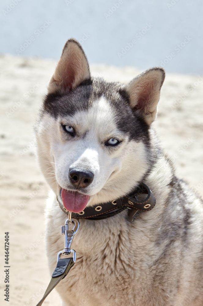 Siberian Husky on a beach. Husky dog on nature walk Siberian Husky on a beach. Husky dog on nature walk