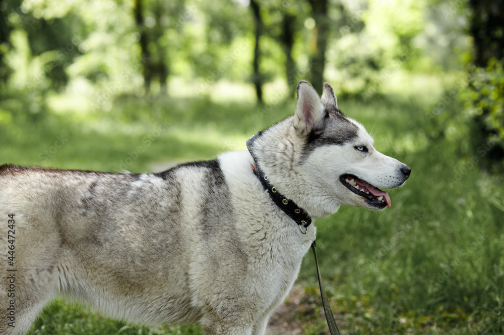 Portrait of siberian husky with blue eyes at forest. Husky dog on nature walk Portrait of siberian husky with blue eyes at forest. Husky dog on nature walk