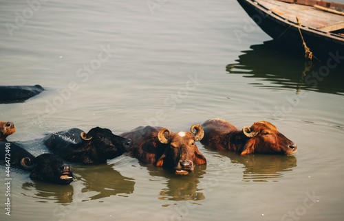 Indian cows in the Ganga river
