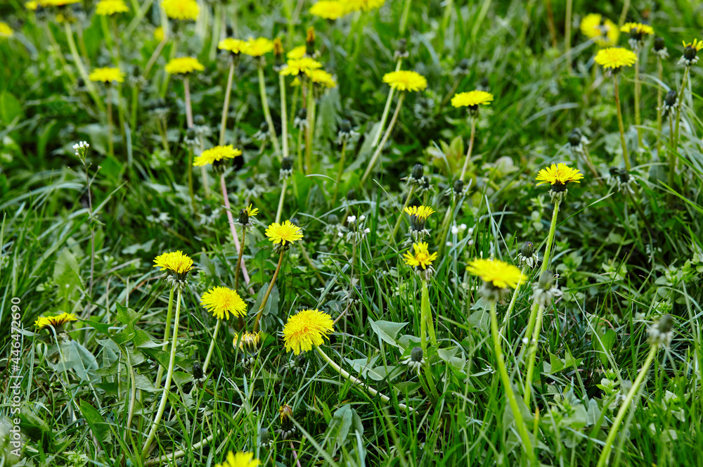 Green field with yellow dandelions in spring. Closeup of yellow spring flowers on the ground