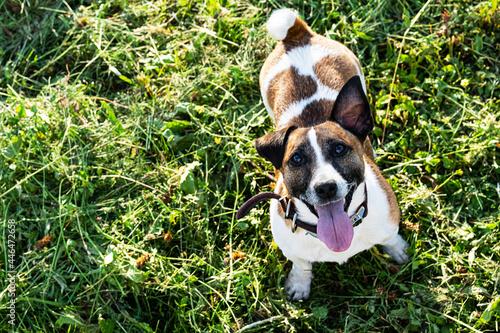 Jack Russell Terrier, funny dog looking up, ready to play. Portrait purebred dog in the park, selective focus.