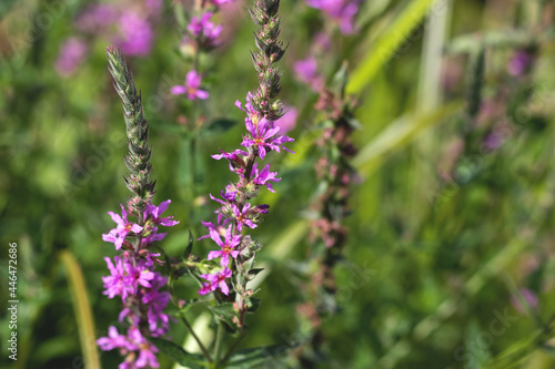 Lavender bushes  flowers in summer closeup  selective focus  aromatherapy