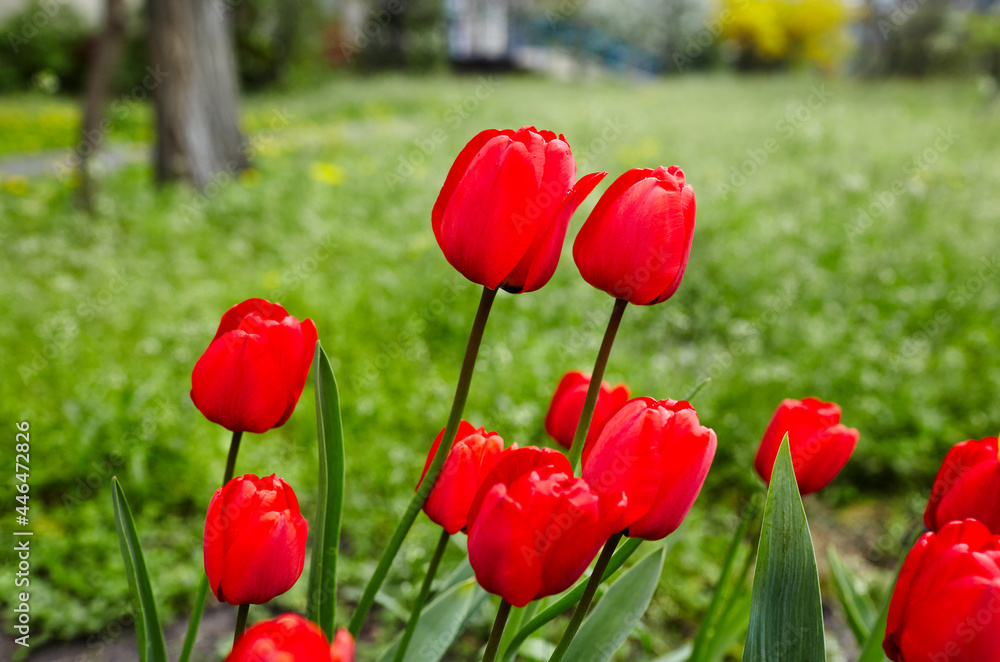 Beautiful tulip flowers blooming in a garden. Beauty tulip plant in the spring garden in rays of sunlight in nature. Blur background with bokeh image, selective focus Beautiful tulip flowers blooming in a garden. Beauty tulip plant in the spring garden in rays of sunlight in nature. Blur background with bokeh image, selective focus