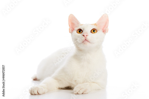 Cats and kittens are red and white on a white background