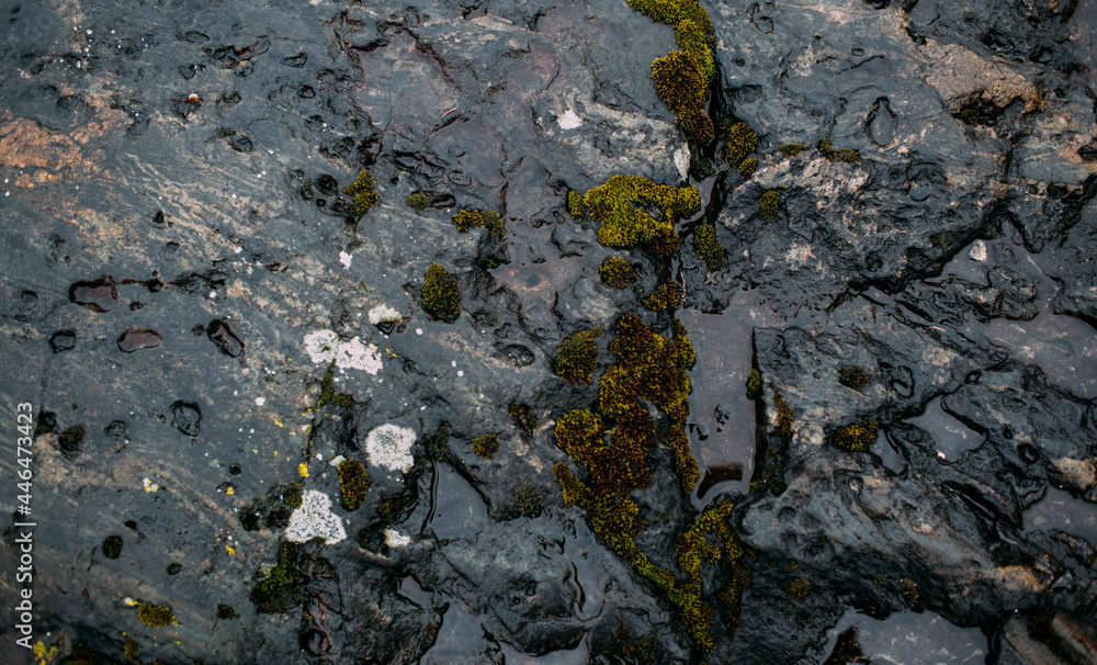 Fototapeta premium Wet stone with moss texture 