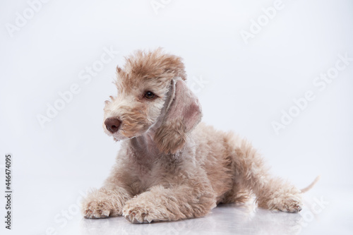 sweet bedlington puppy lies. Cute dog on a light grey background