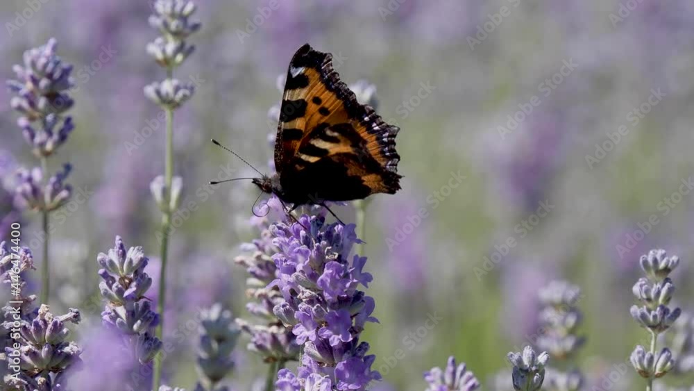 Small Tortoisehell Butterfly on Lavender Small Tortoisehell Butterfly on Lavender