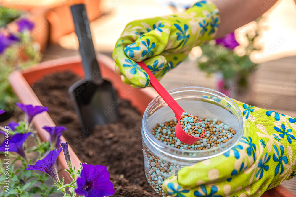 Fertilizer for flowers. Close-up of a gardener's hand in a glove fertilizing flowers in the street. The process of planting flowers in pots on the terrace
