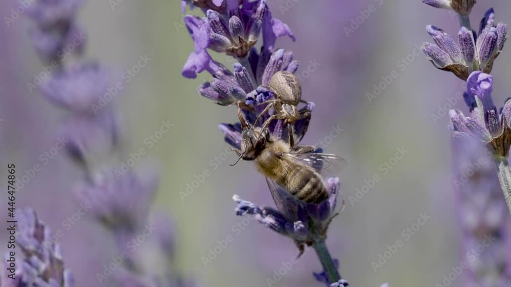 Wandering Crab Spider Predating a Honey Bee on Lavender