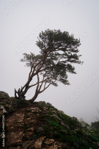 landscape with trees on a cliff in the mountains during fog. 