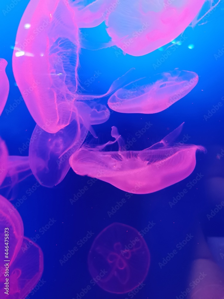 jellyfish in aquarium jellyfish in aquarium