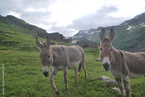 Tour du Mont Blanc (TMB)