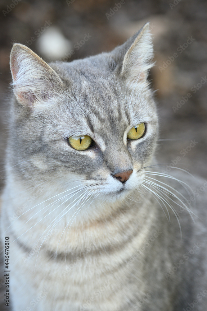 Grey, striped domestic cat looking curious