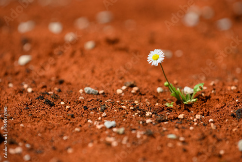 daisy plant surviving on red hot desert