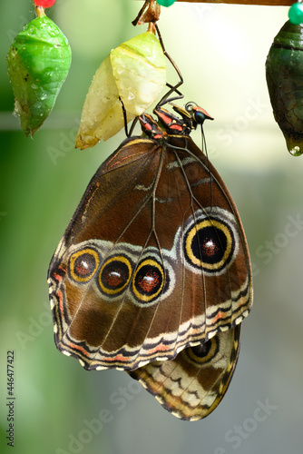 Close up of Morpho butterfly coming out of chrysalis photo