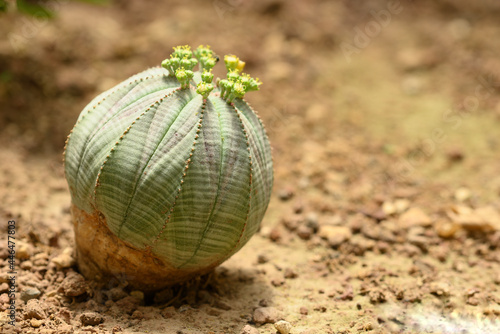 Fotografie Baseball plant with flowers, Euphorbia obesa