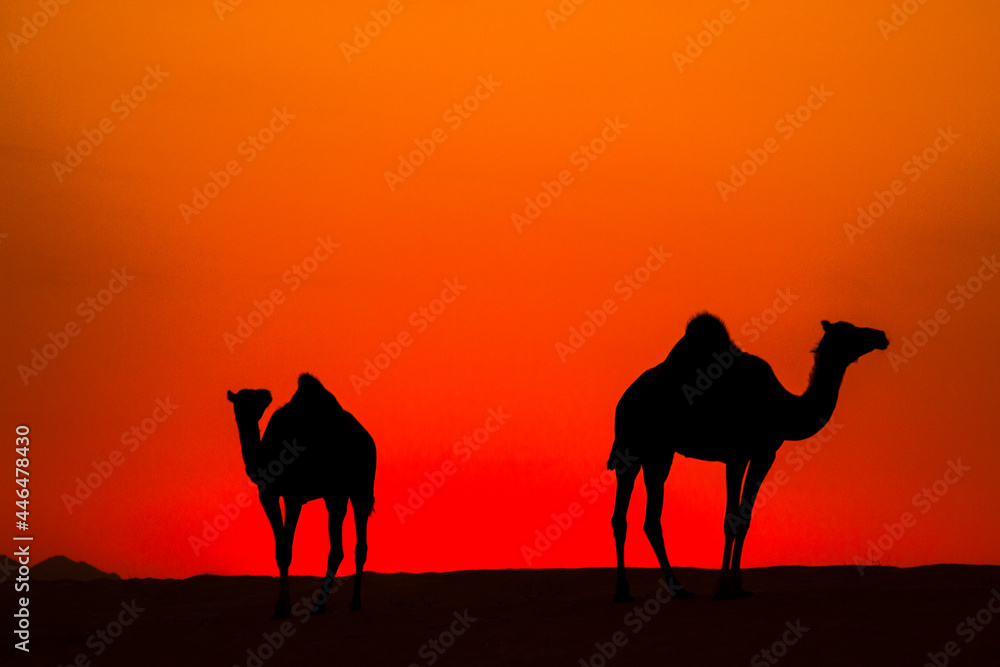 Camels in golden hour dessert view, Jeddah , Saudi Arabia Camels in golden hour dessert view, Jeddah , Saudi Arabia