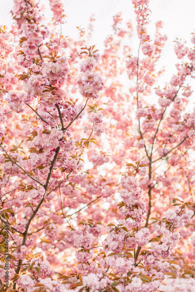 Chery blossom branch with pink flower background Chery blossom branch with pink flower background