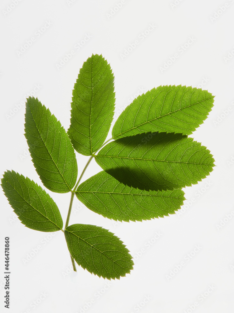leaves branch background fresh green colored leaves branch background fresh green colored