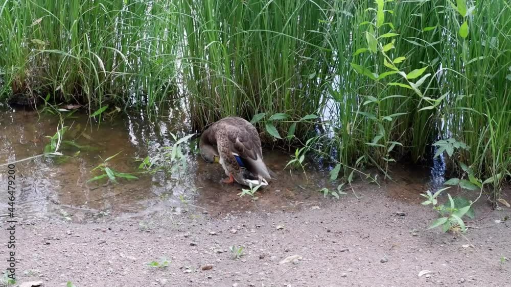 The duck washes himself on the river bank. Animal. Bird. The duck washes himself on the river bank. Animal. Bird.
