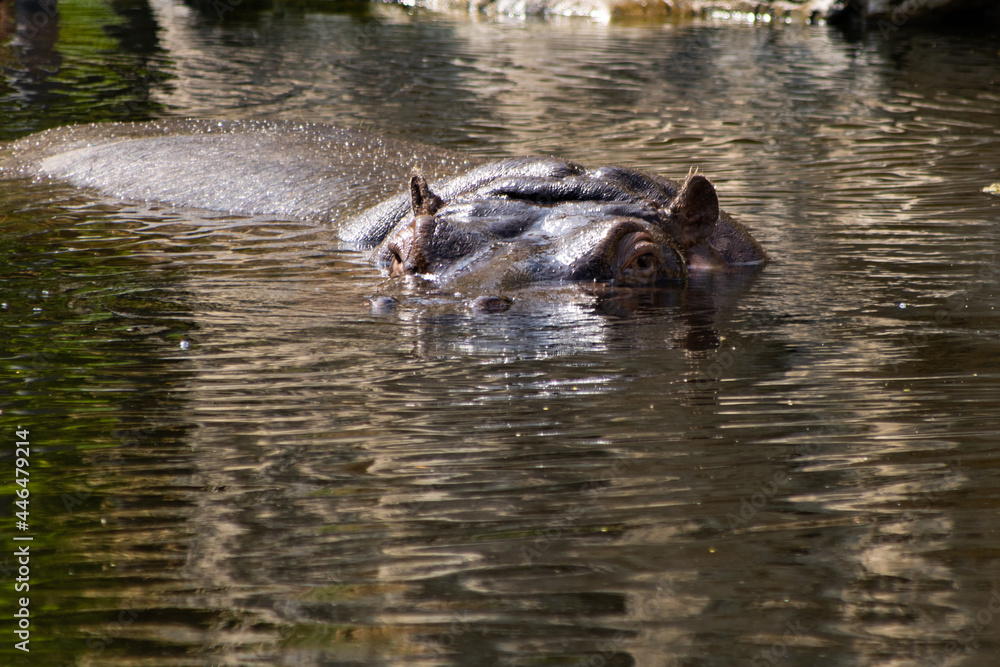 Fototapeta premium Nilpferd im Wasser