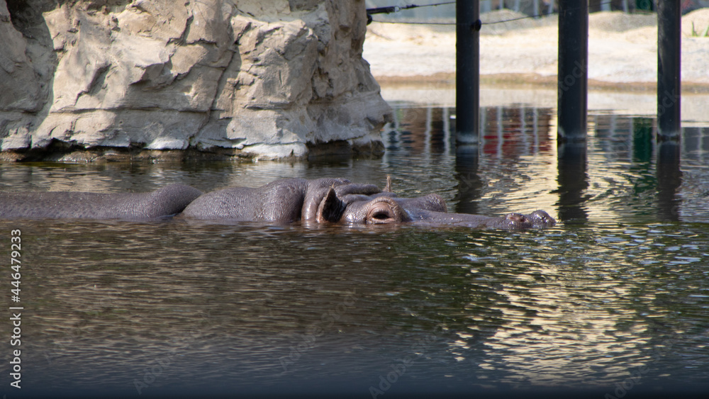 Fototapeta premium Nilpferd im Wasser