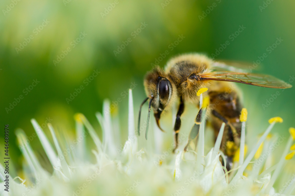 Honey Bee on Flower, Close Up Macro Honey Bee on Flower, Close Up Macro