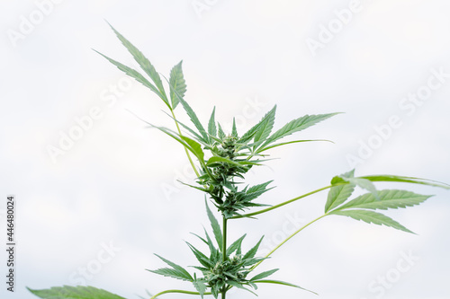 Cannabis plants growing at outdoor farms. Photo with the formula CBD (cannabidiol). Close-up. Concept of cannabis plantation for medical.