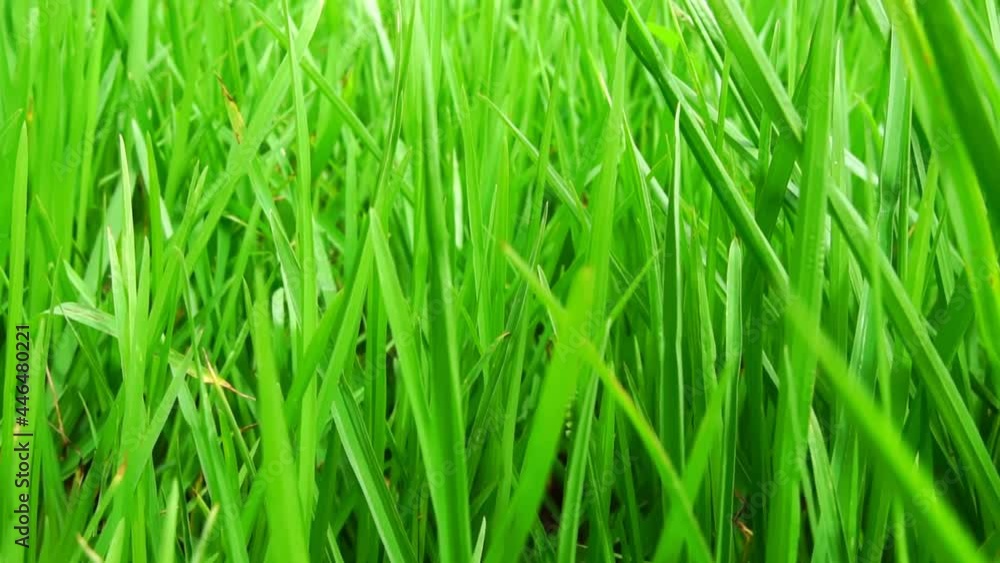 Green grass close-up super macro shooting. Green grass close-up super macro shooting.