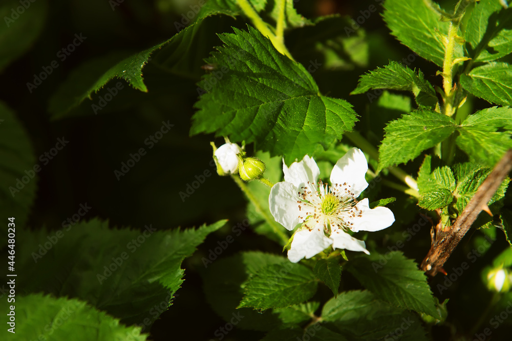 shooting a blooming blackberry bush in the garden. a non-standard view of ordinary things. an unusual background for advertising and posters. flowers on a dark background.side view, copy space shooting a blooming blackberry bush in the garden. a non-standard view of ordinary things. an unusual background for advertising and posters. flowers on a dark background.side view, copy space