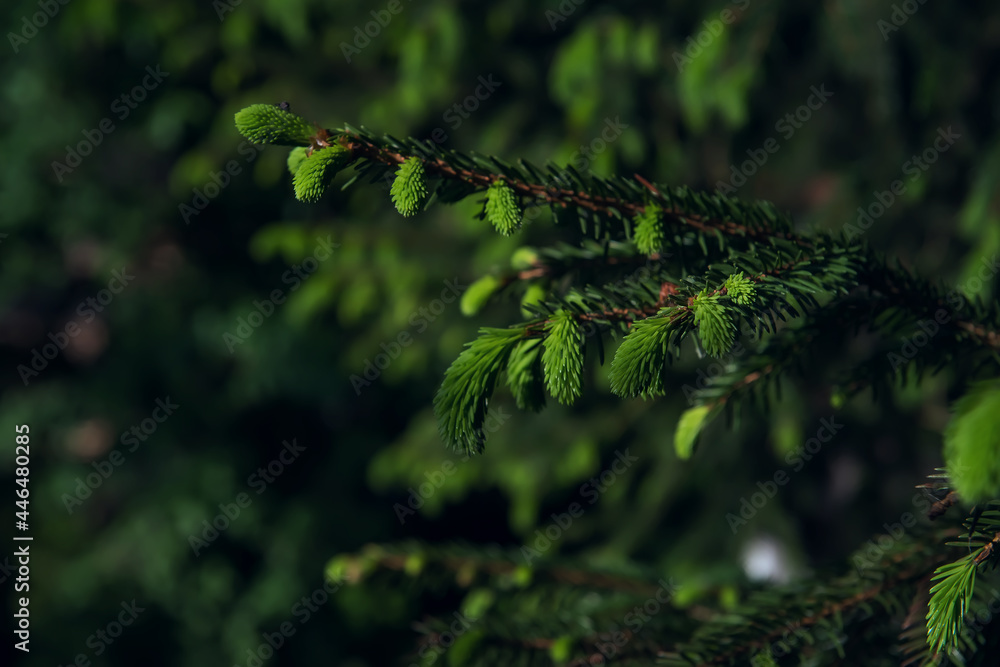 shooting an updated spruce twig in the forest. a non-standard view of ordinary things. an unusual background for advertising and posters. young shoots of spruce on a dark background.side view