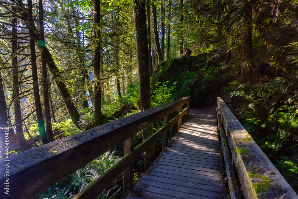 Obraz premium View of Hiking Path in Green and Vibrant Rain Forest during a sunny summer day. Buntzen Lake, Anmore, Vancouver, British Columbia, Canada. Nature Background
